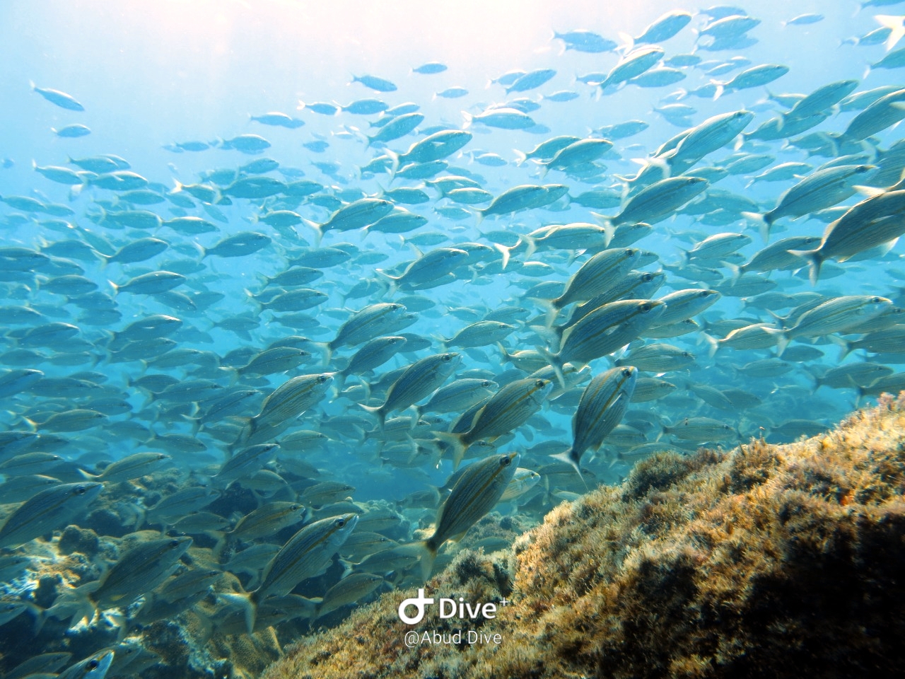 IDENTIFICAÇÃO DE ANIMAIS MARINHOS